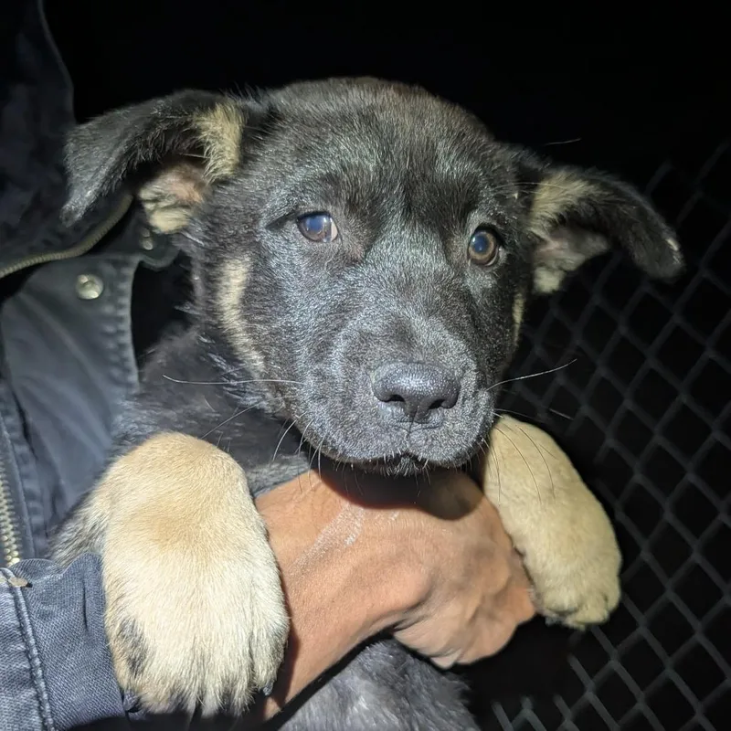 A baby small-sized male Black Mixed Breed dog named Jinshi for adoption in Park City, UT