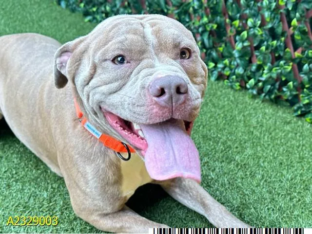 A young large-sized male Mixed Breed dog named Sir for adoption in West Palm Beach, FL