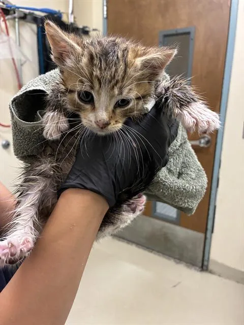 A baby small-sized male Domestic Short Hair cat named James for adoption in Fremont, CA