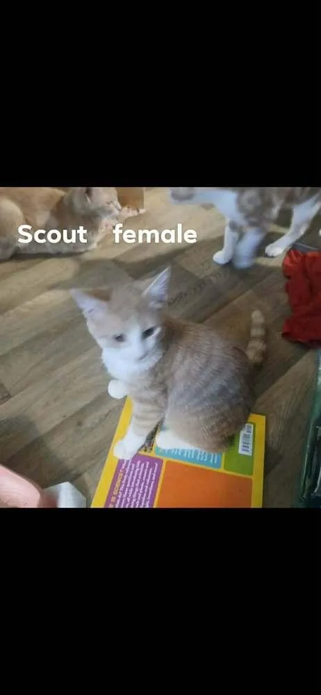 A baby small-sized female American Shorthair cat named Scout for adoption in Bremen, OH