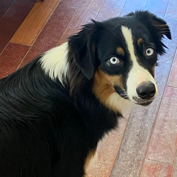 An adult medium-sized female Tricolor (Brown, Black, & White) Australian Shepherd dog named Ariel for adoption in Paris, KY