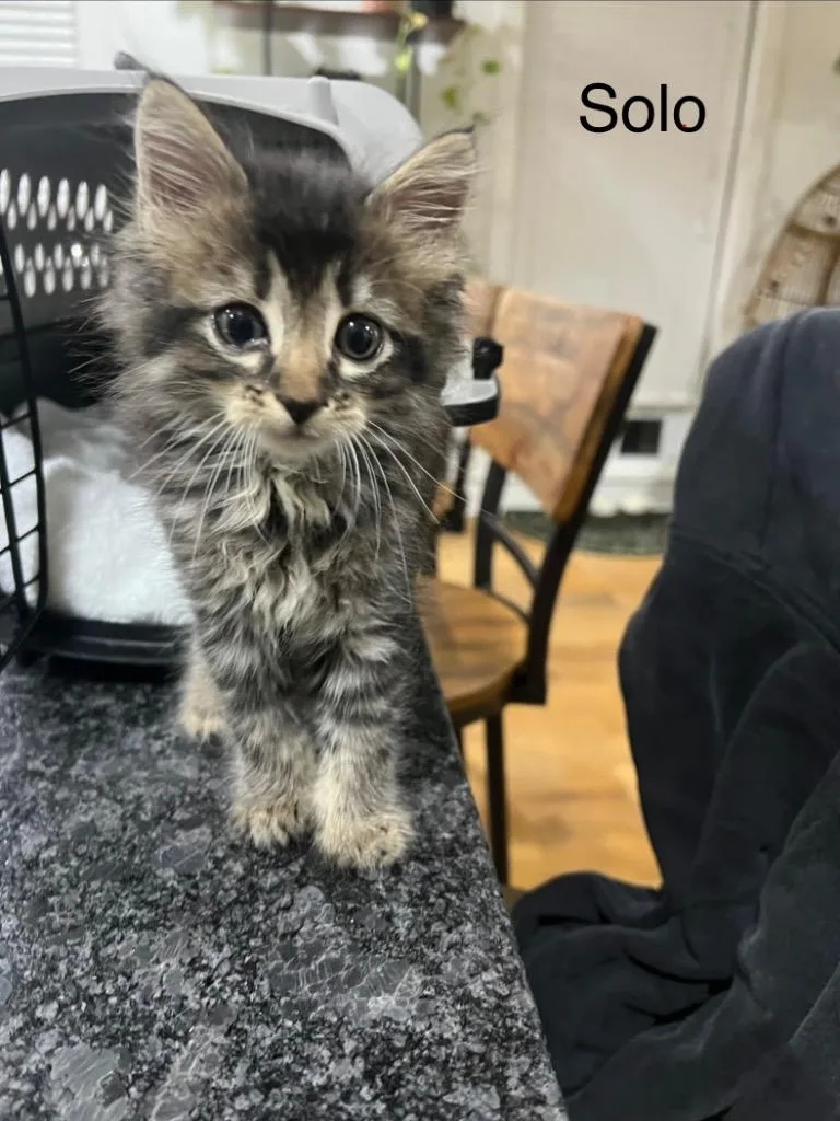 A baby small-sized female Domestic Long Hair cat named Solo for adoption in Augusta, GA