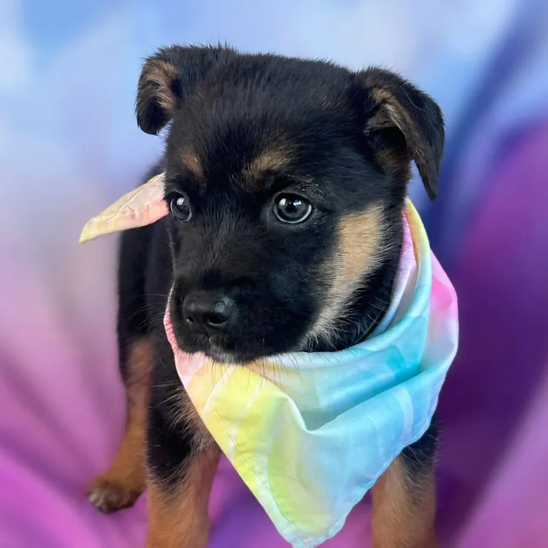 A baby small-sized female Black Shepherd dog named Annette for adoption in Boerne, TX