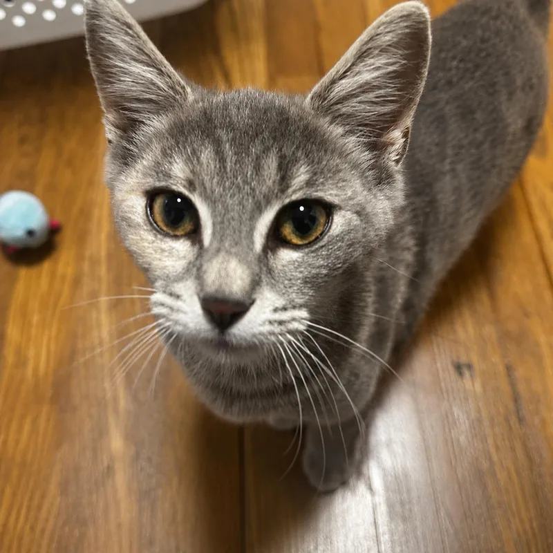 A baby medium-sized male Gray & White Domestic Short Hair cat named Pebbles & Maddox for adoption in Pittsburgh, PA