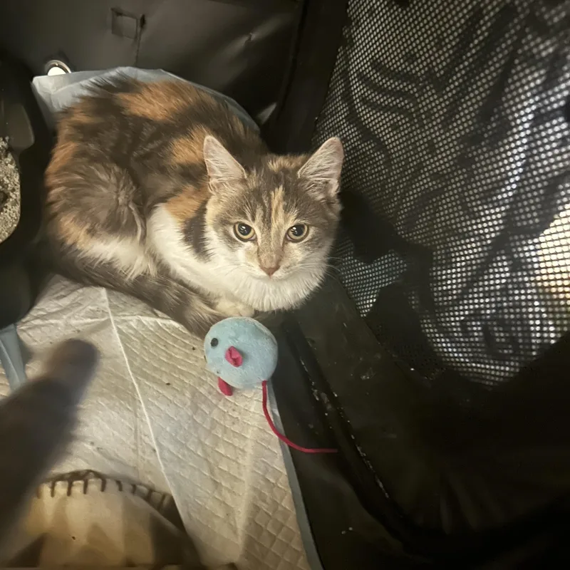 Pebbles & Maddox thumbnail 2