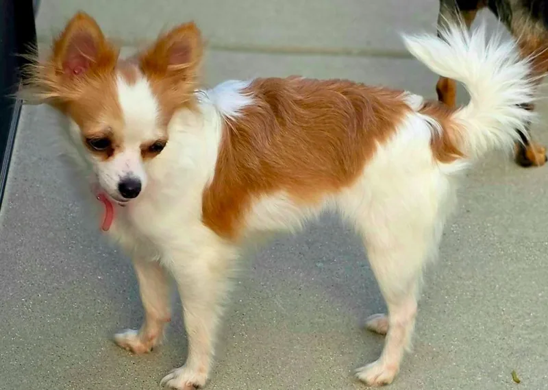 A young small-sized female Chihuahua dog named Rosie $ for adoption in Milwaukee, WI