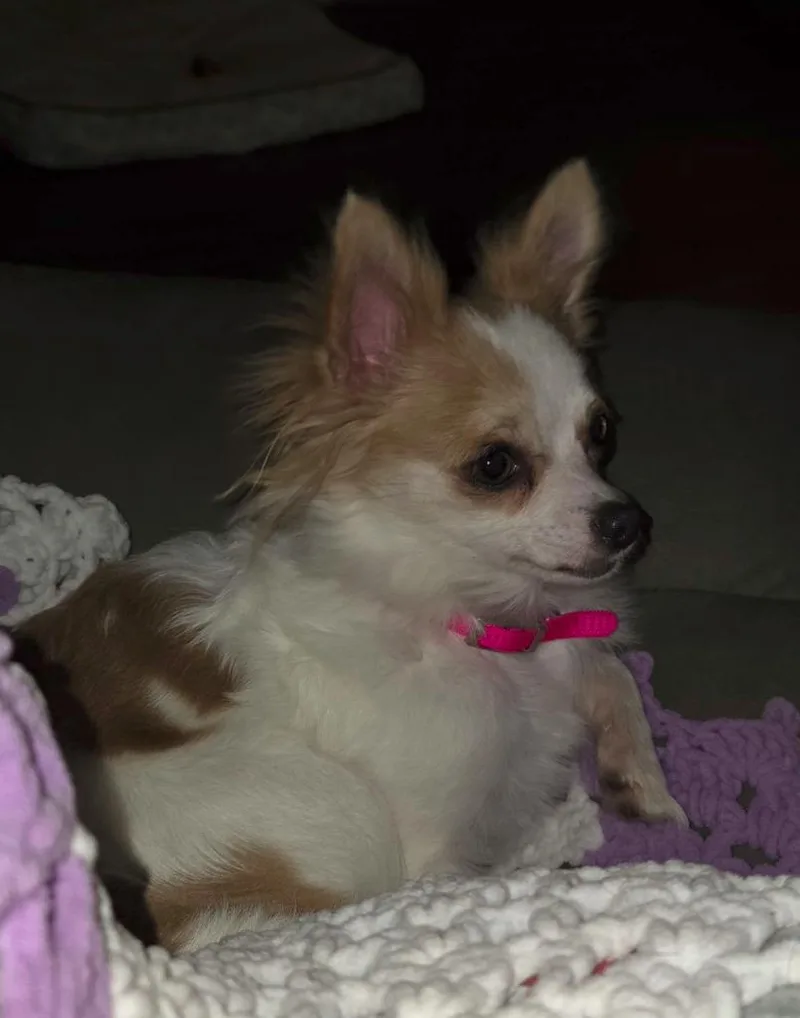 Rosie $ thumbnail 2