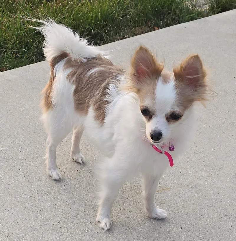 Rosie $ thumbnail 4