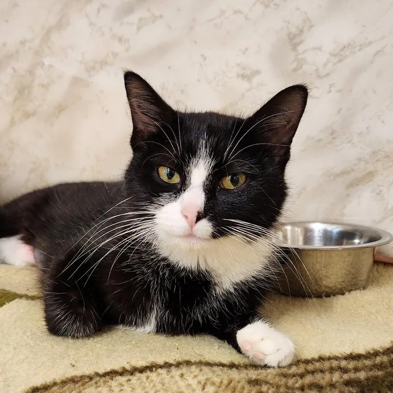 A young medium-sized female Black Domestic Short Hair cat named Mitchelle for adoption in Delaware, OH