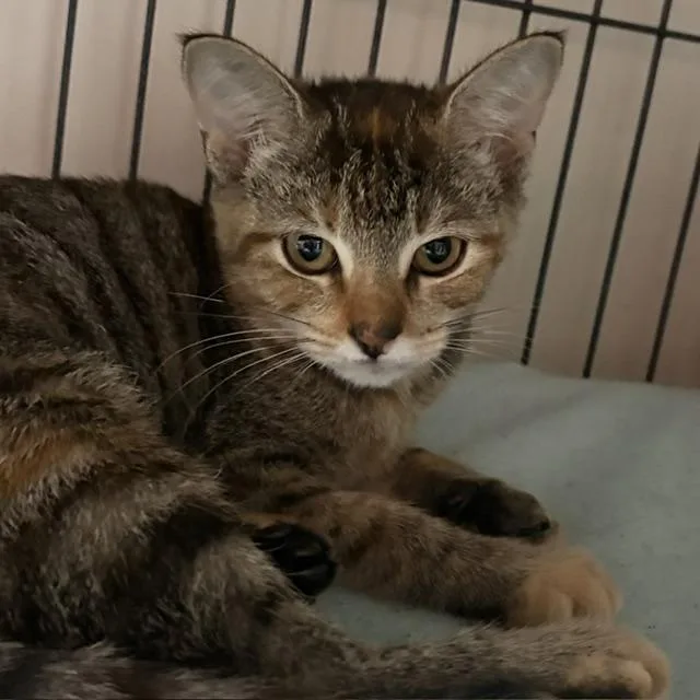 A young medium-sized female Tabby (Brown / Chocolate) Tabby cat named Daphne for adoption in Porter, TX