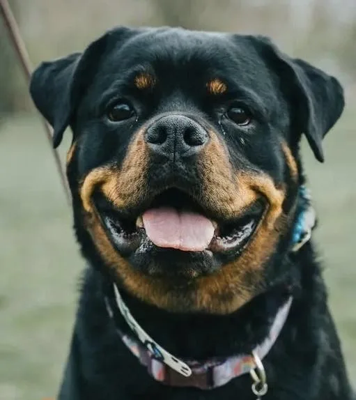 An adult large-sized female Rottweiler dog named Giana for adoption in Lincoln, NE