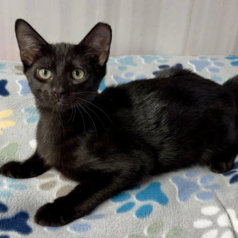 A baby small-sized male Black Domestic Short Hair cat named Giovanni for adoption in Panama City Beach, FL