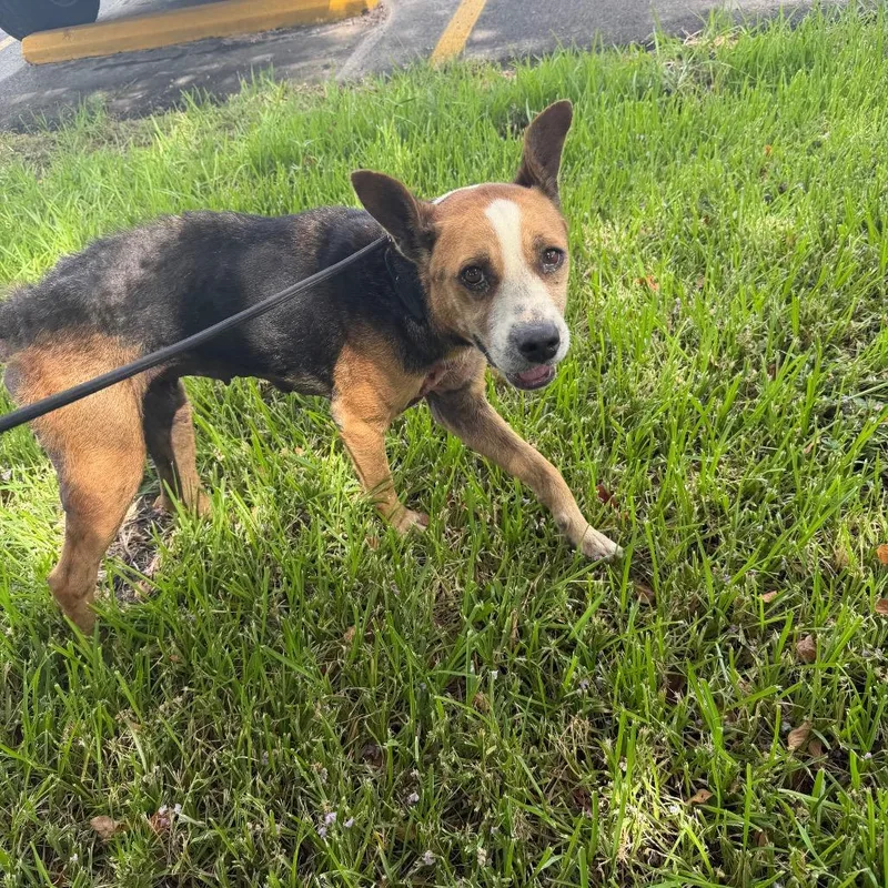 An adult medium-sized female Brown / Chocolate Mixed Breed dog named Gloria for adoption in Lake Jackson, TX