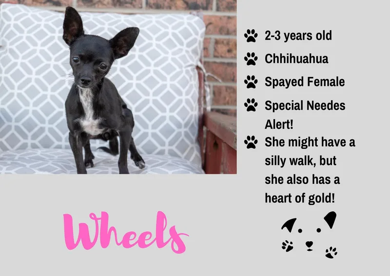 An adult small-sized female Chihuahua dog named Wheels for adoption in Junction City, KS