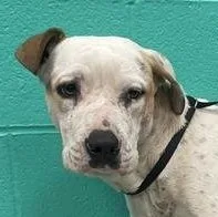 An adult medium-sized male White / Cream Boxer dog named Cortez for adoption in Denison, TX