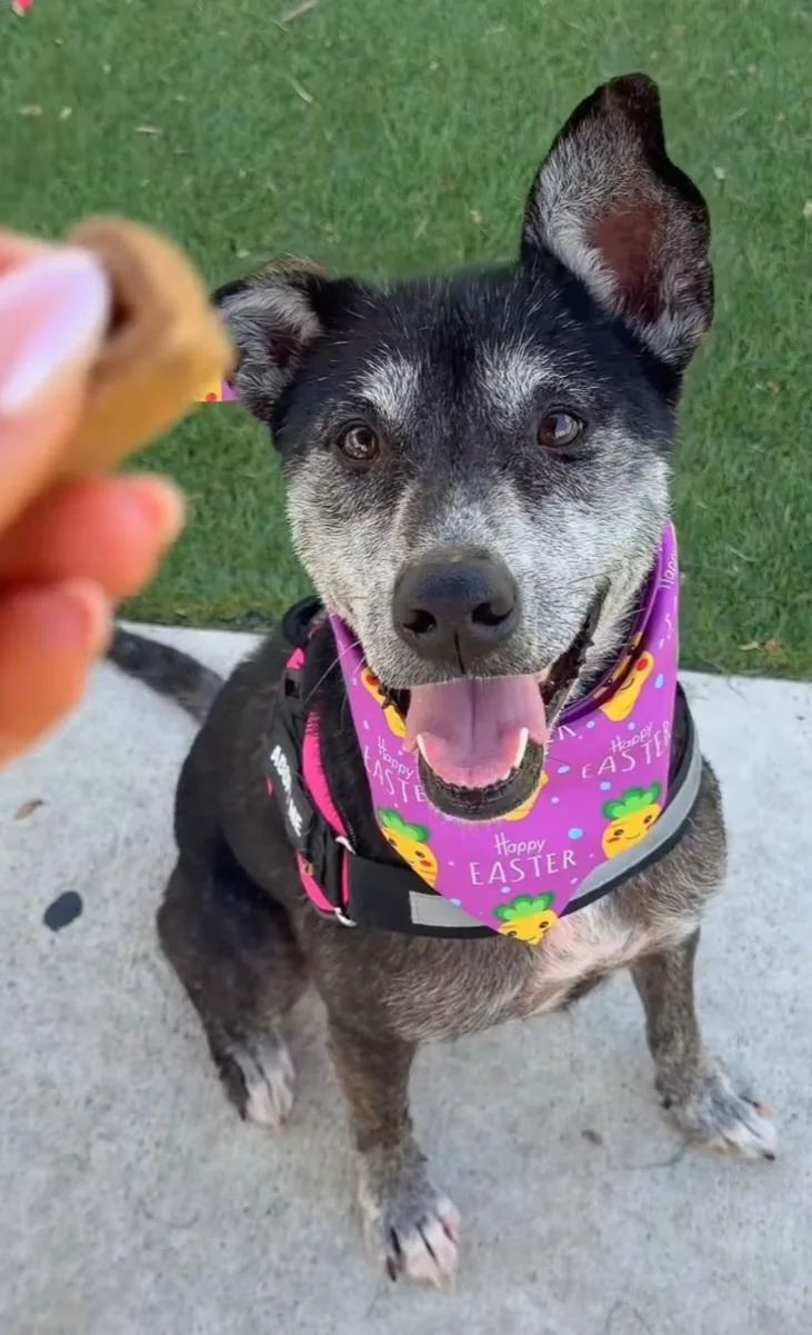 Estrella thumbnail 2