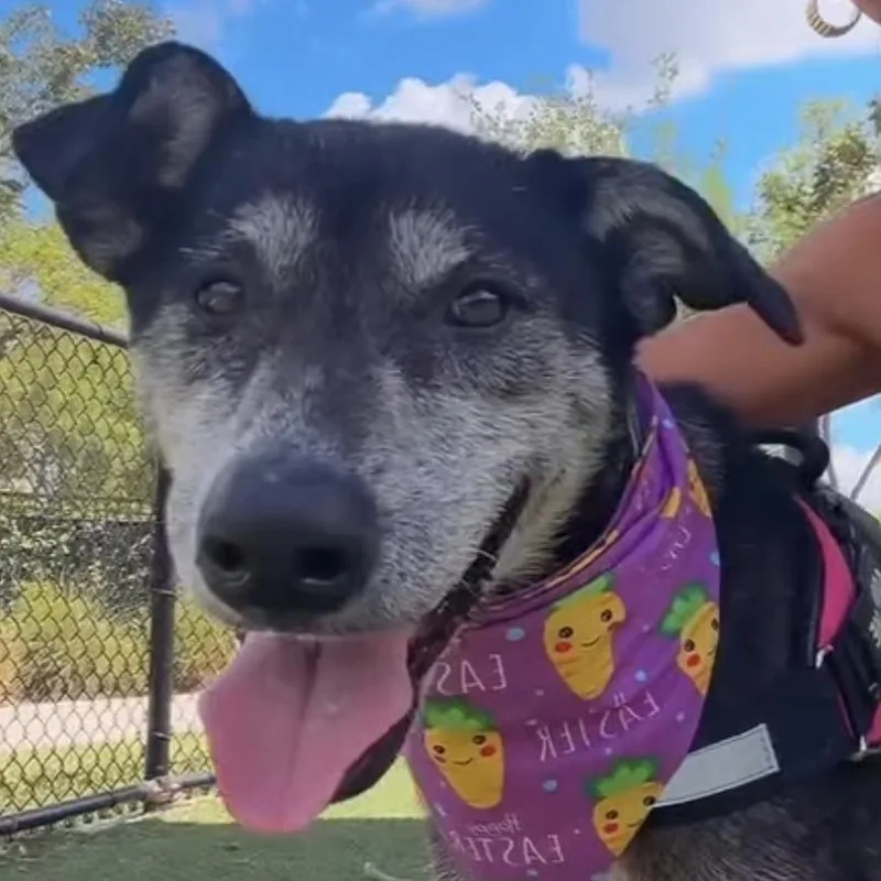 Estrella thumbnail 3