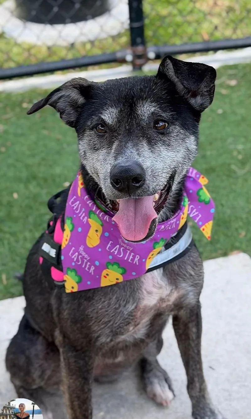 Estrella thumbnail 4