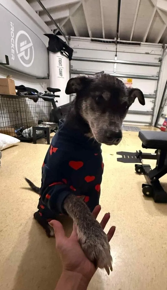 Estrella thumbnail 6