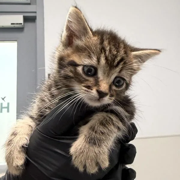 A baby small-sized male Domestic Long Hair cat named Concorde for adoption in Oceanside, CA