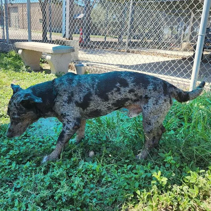 An adult medium-sized male Catahoula Leopard Dog dog named Rebel for adoption in Corpus Christi, TX