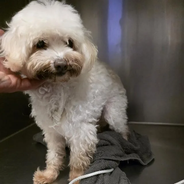 A senior small-sized female Maltese dog named Tilly for adoption in Long Beach, CA