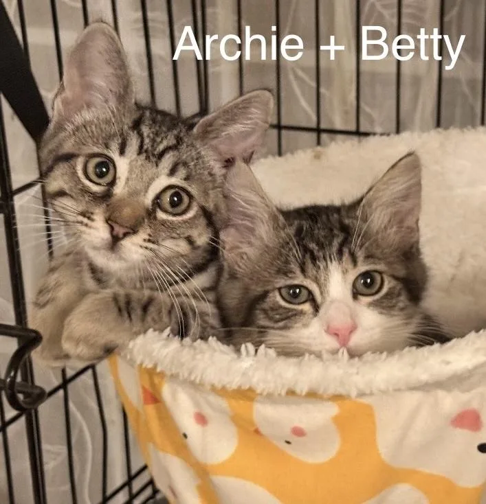 A baby small-sized female Tabby (Buff / Tan / Fawn) Tabby cat named Best friends Archie & for adoption in Santa Maria, CA