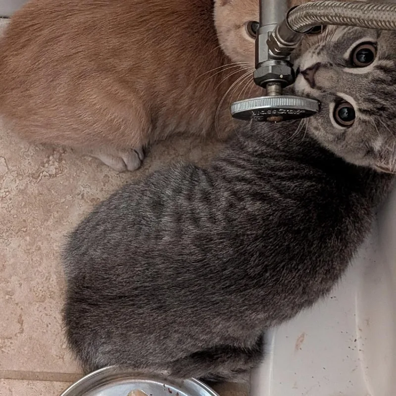 A baby small-sized male Domestic Short Hair cat named Snicket for adoption in Wakefield, MA