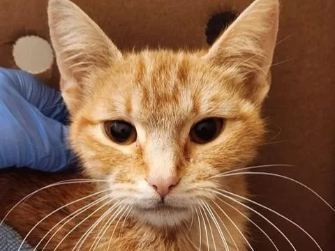 A young small-sized female Domestic Medium Hair cat named Dawn for adoption in Palo Alto, CA