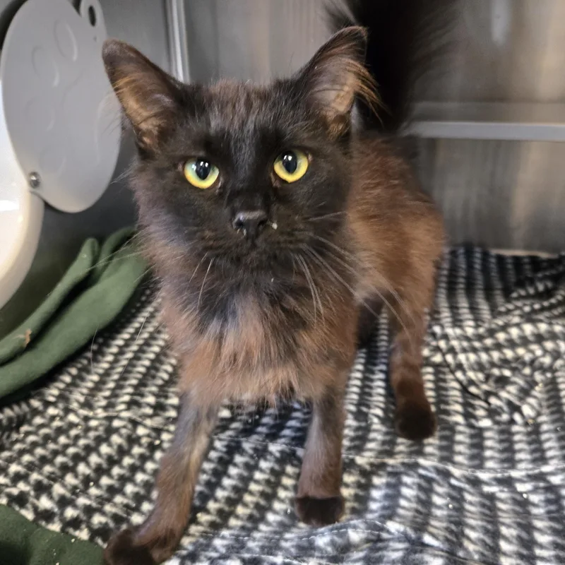 Lucille Bald thumbnail 2