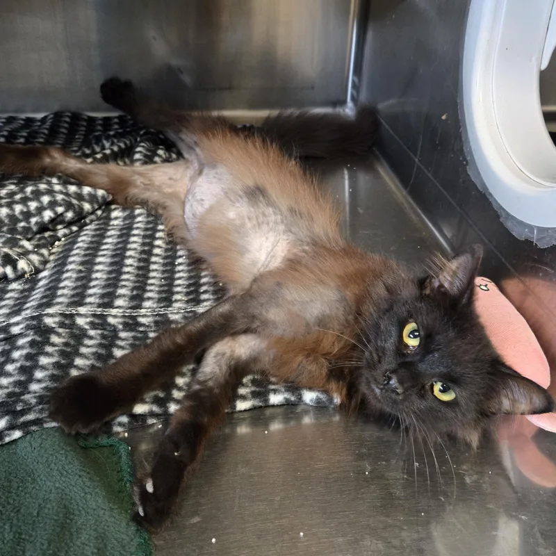 Lucille Bald thumbnail 3