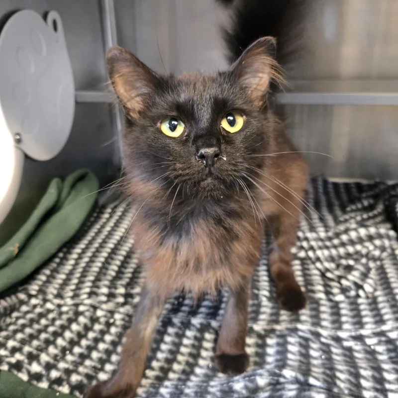 A young small-sized female Black Domestic Medium Hair cat named Lucille Bald for adoption in Watertown, WI