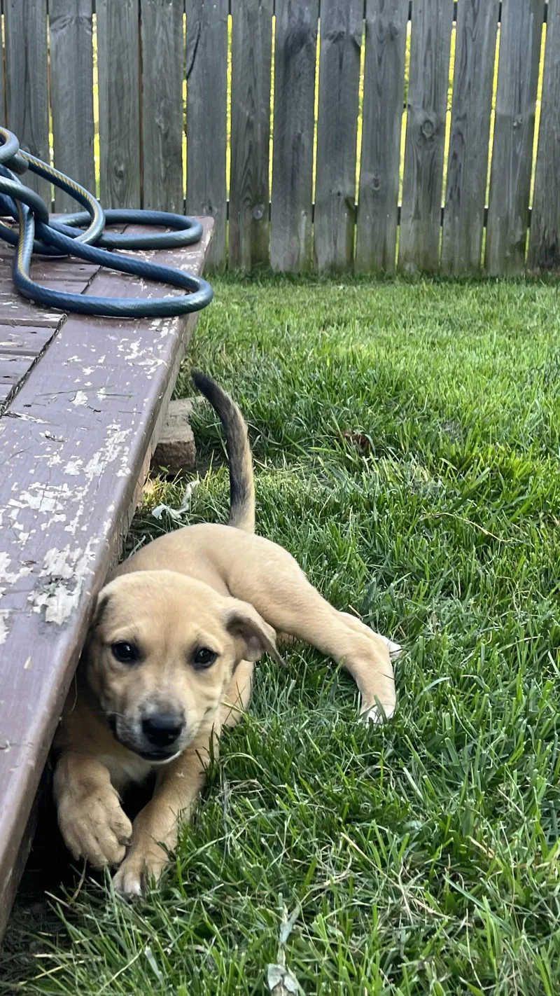 A baby medium-sized female Shar-Pei dog named Sadie for adoption in New London, WI