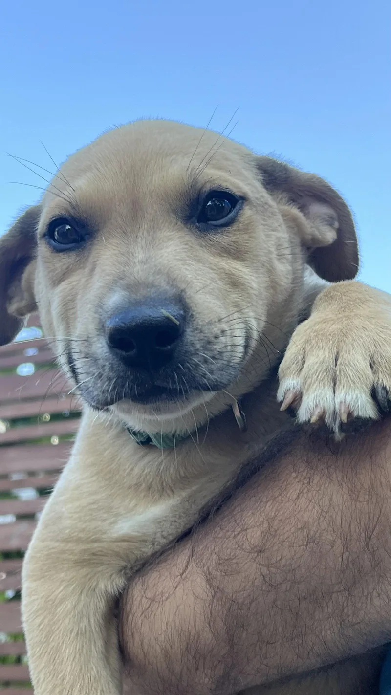 Sadie thumbnail 3