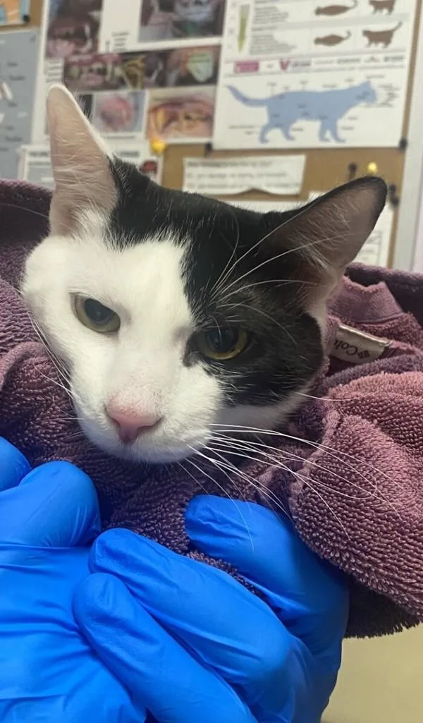 A young small-sized male Domestic Short Hair cat named Dexter for adoption in Vancouver, WA