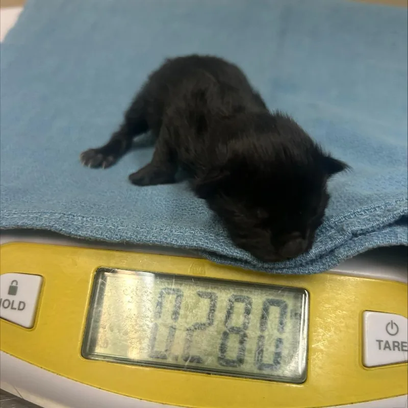A baby small-sized female Domestic Short Hair cat named Salem for adoption in Tacoma, WA