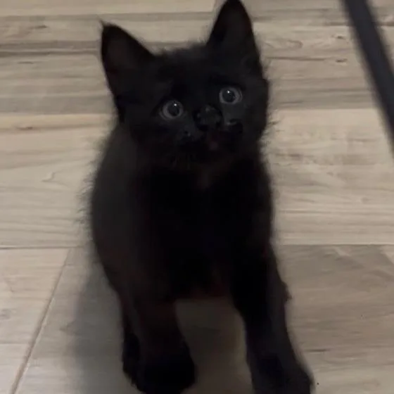 Salem thumbnail 2