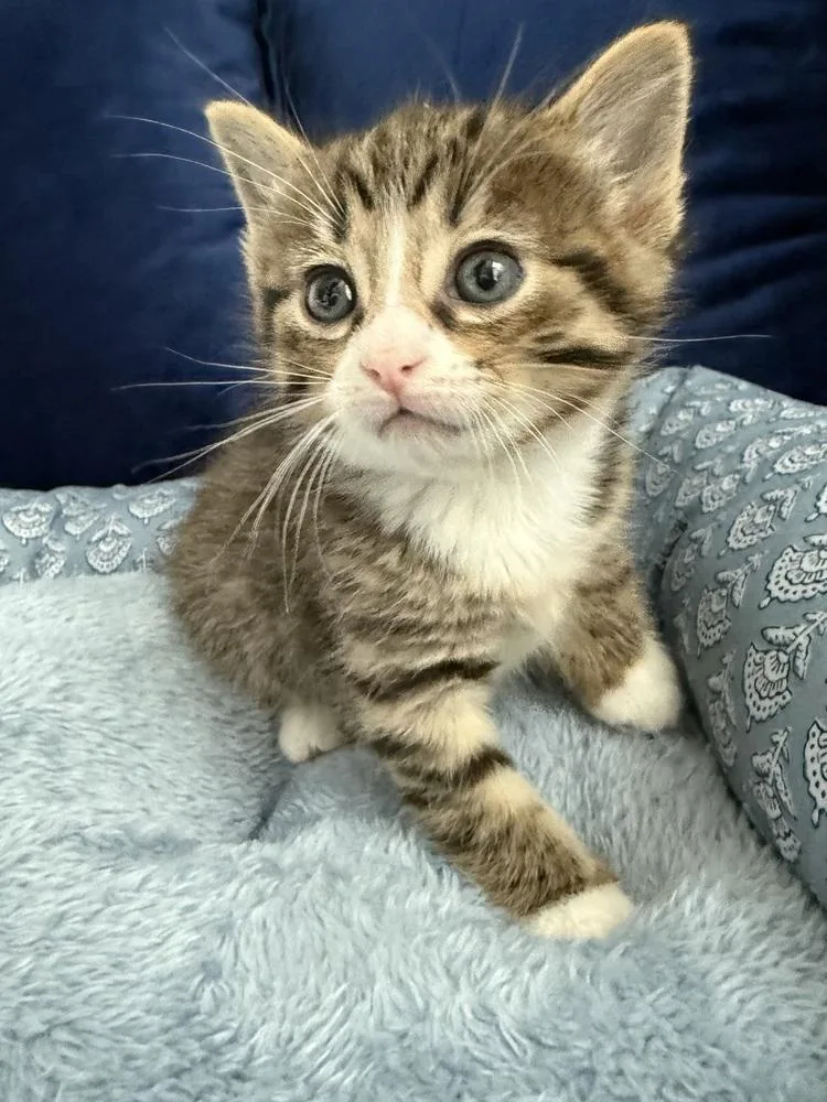 A baby medium-sized male Domestic Short Hair cat named Dr Facitier for adoption in Clinton Township, MI