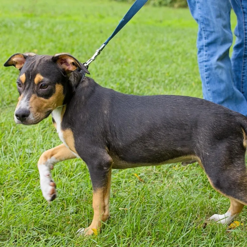 A baby medium-sized male Retriever dog named Big Mac for adoption in South Elgin, IL