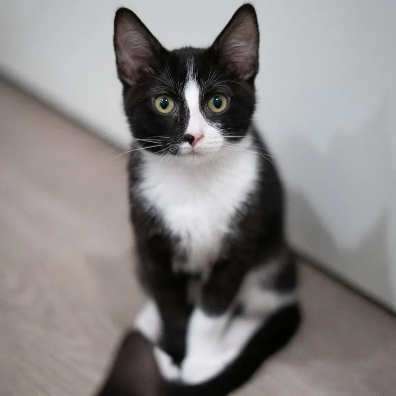 Calliope thumbnail 2