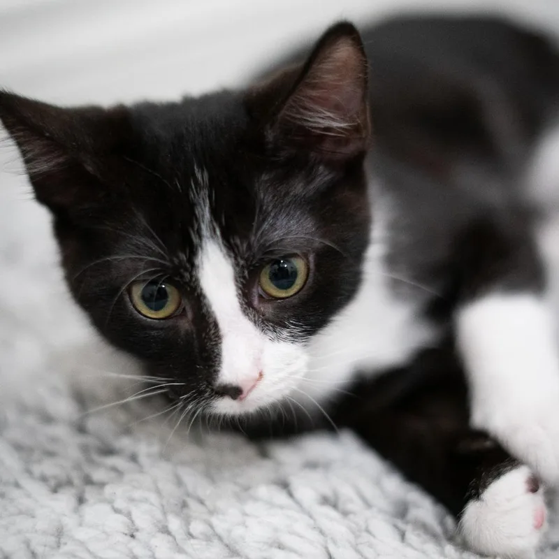 Calliope thumbnail 3