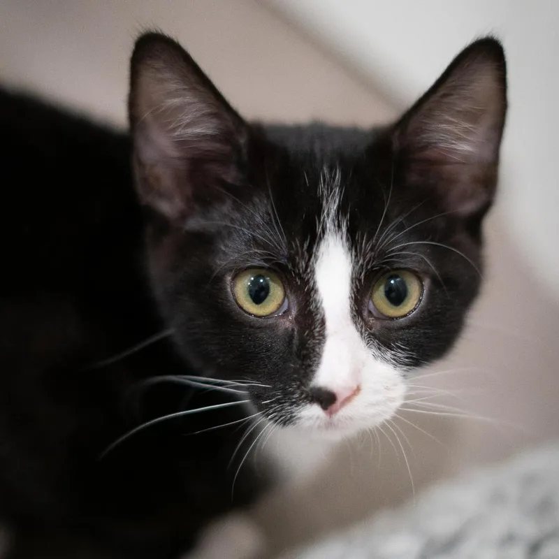 Calliope thumbnail 4