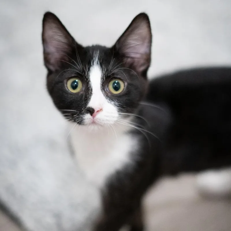 Calliope thumbnail 5