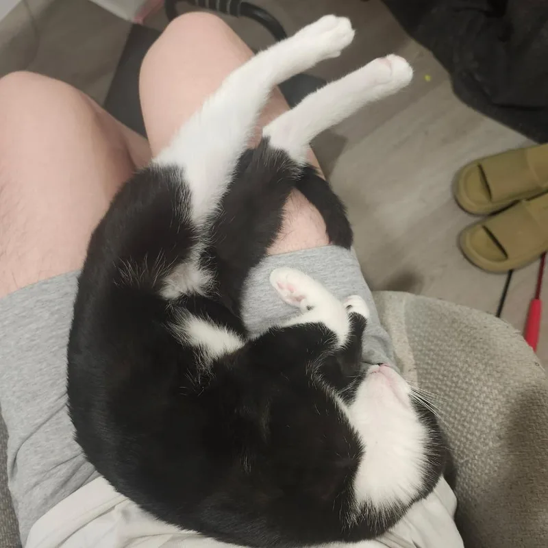 Calliope thumbnail 6