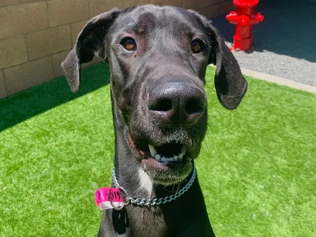 An adult large-sized female Black Great Dane dog named Save Me Please Delta for adoption in San Marcos, CA