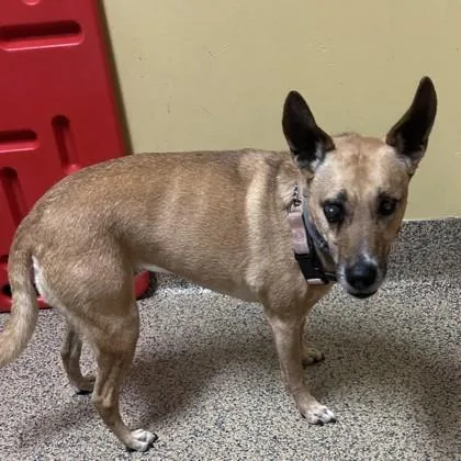 An adult medium-sized female Terrier dog named Cayenne for adoption in Merriam, KS