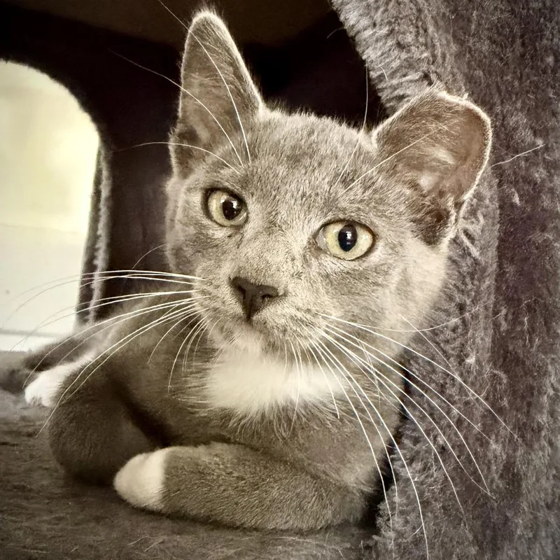 A baby small-sized male Gray / Blue / Silver Domestic Short Hair cat named Jasper for adoption in Fort Worth, TX