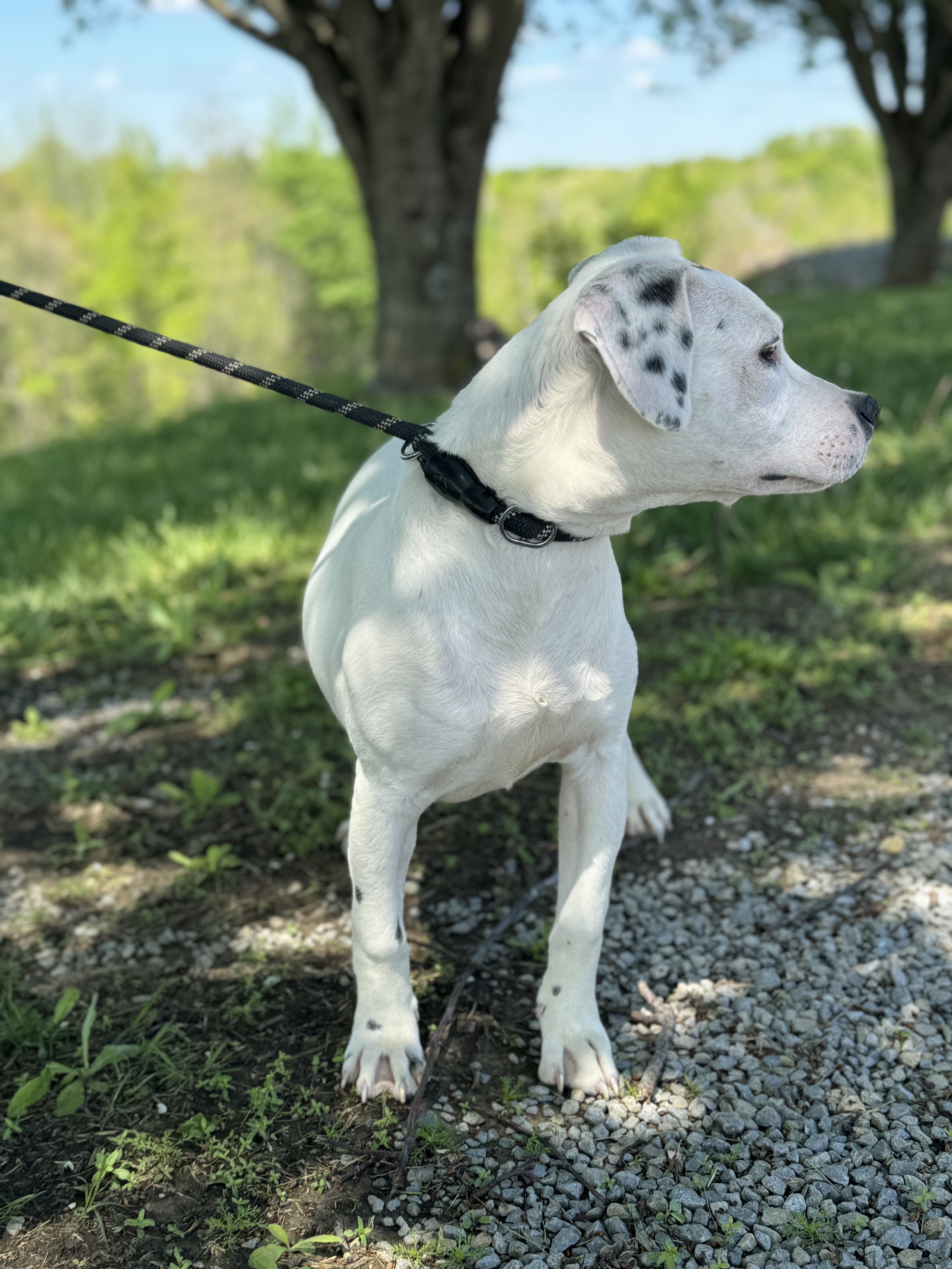 Baby Doll thumbnail 3