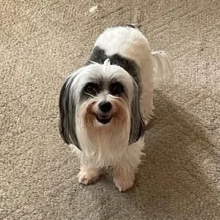 A senior small-sized female Coton de Tulear dog named Lily Courtesy Listed for adoption in Midland, MI