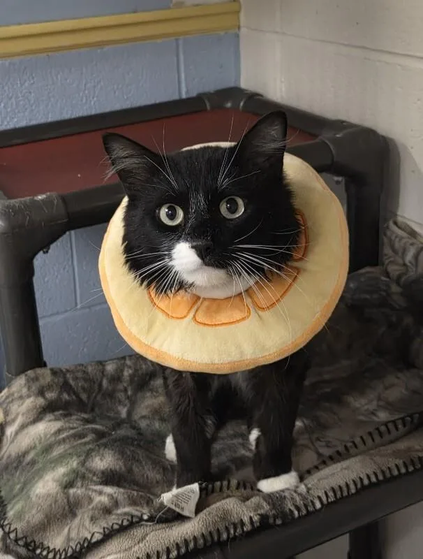 An adult medium-sized male Black Domestic Medium Hair cat named Heath for adoption in Fruit Heights, UT